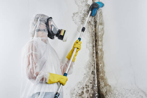 Trusted Woodbridge, CA Mold Inspection Experts