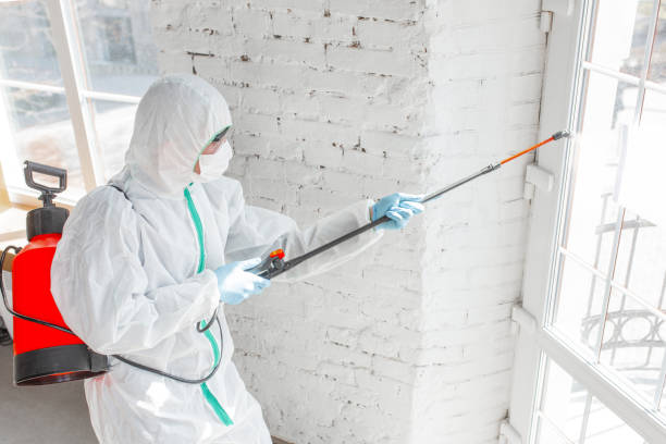 Why You Should Choose Our Mold Remediation Services in Woodbridge, CA